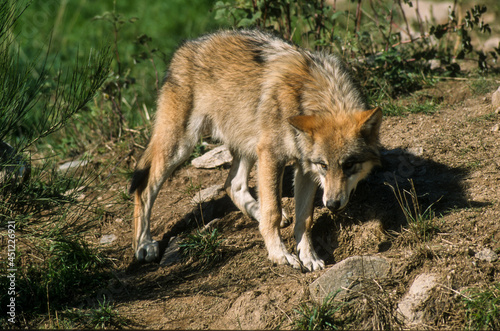 Loup, Canis lupus