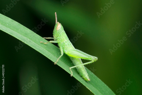 Green grasshopper, Anacridium aegyptium, Satara, Maharashtra, India