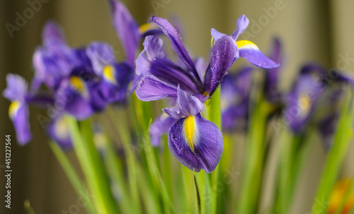 Fototapeta Naklejka Na Ścianę i Meble -  The classic blue blooms of Dutch Iris ‘Discovery’ 