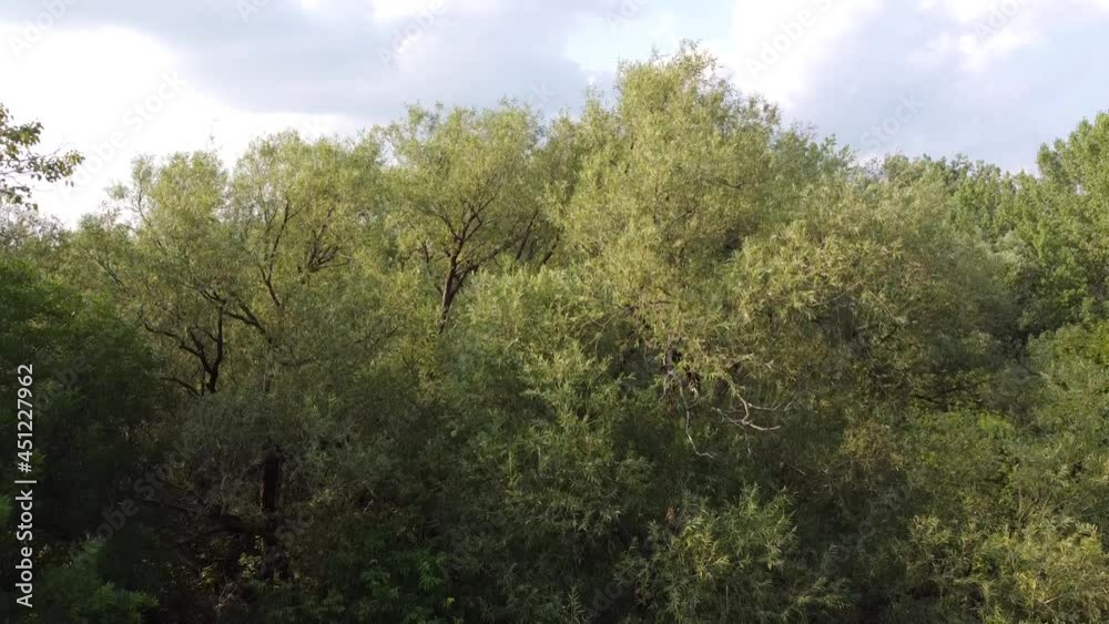 Des arbres dans une forêt Des arbres dans une forêt