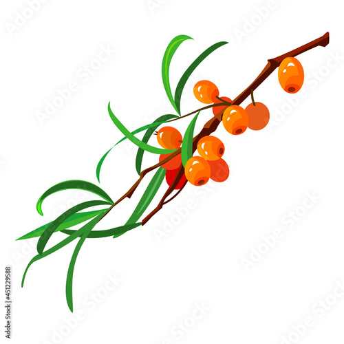 sea buckthorn branch, vector image, on a white background