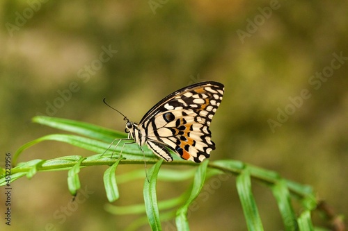 butterfly on a stalk