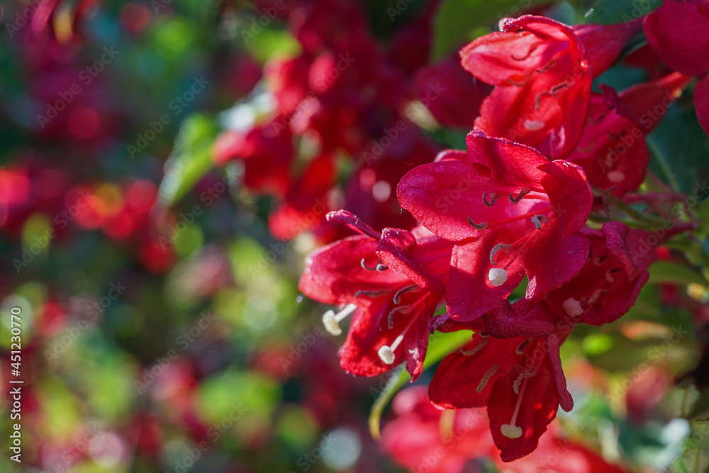 Red Weigela blossoms on a bush Red Weigela blossoms on a bush