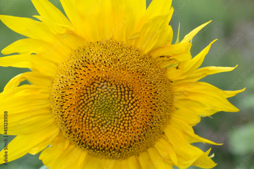 Naklejka premium bright yellow sunflower close-up, macro