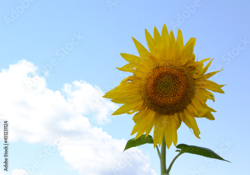 bright yellow sunflower close-up  macro