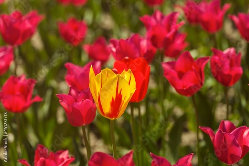 Beautiful colored big tulips garden