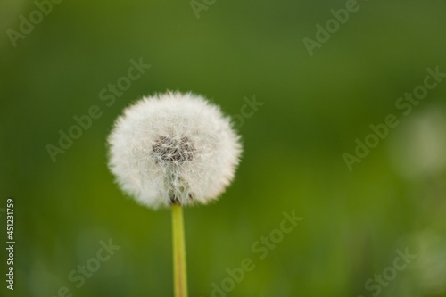 Flower dandelion seed head on green bokeh