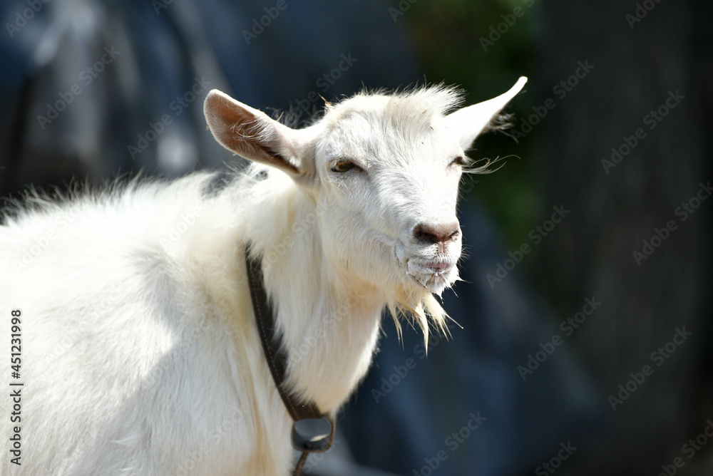 Closeup portrait of white goat , village wildlife Closeup portrait of white goat , village wildlife