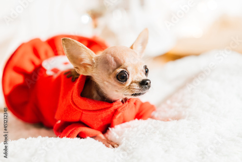 Chihuahua in New Year s interior. Small dog lies on tabletop. Around Christmas toys  decorations.