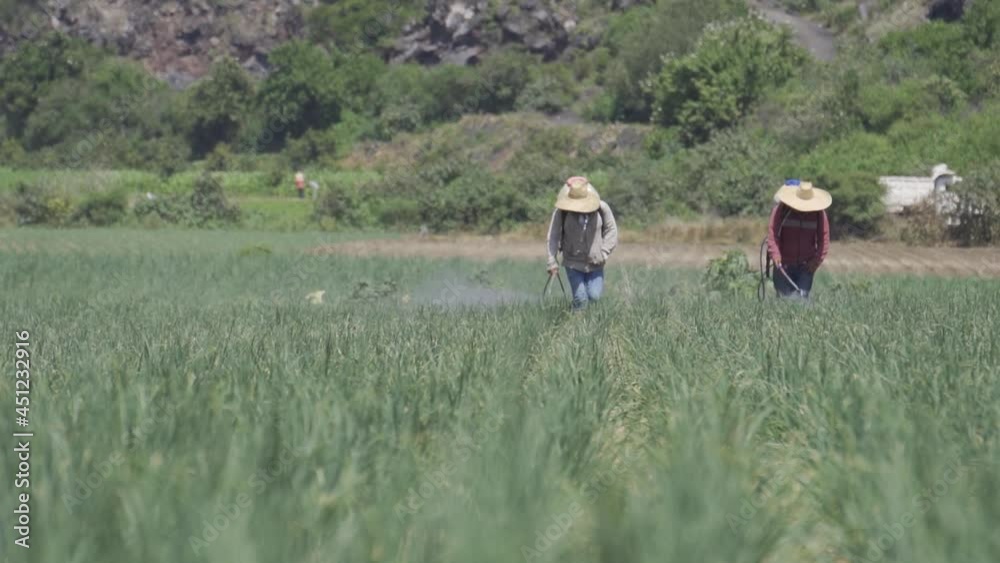 Two workers watering an onion field
Two workers watering an onion field