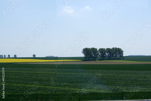 field of wheat (ID: 451233179)