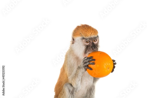 Little cute monkey eating a orange fruit