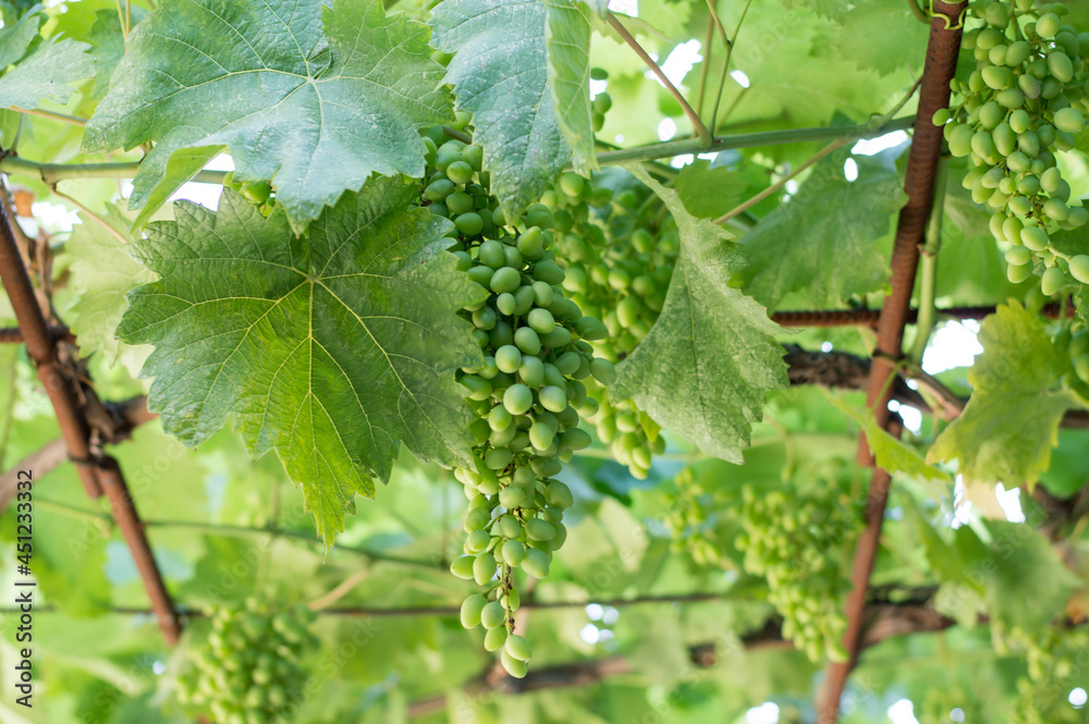 Vineyard green grapes in autumn harvest season