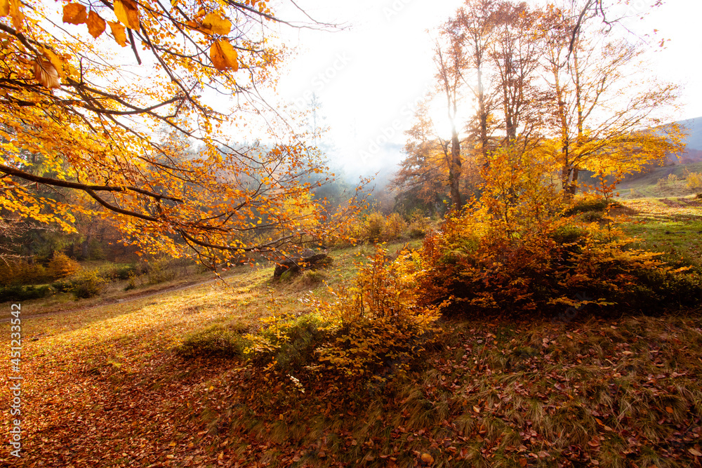 The bright sun rises over the hill in the autumn forest