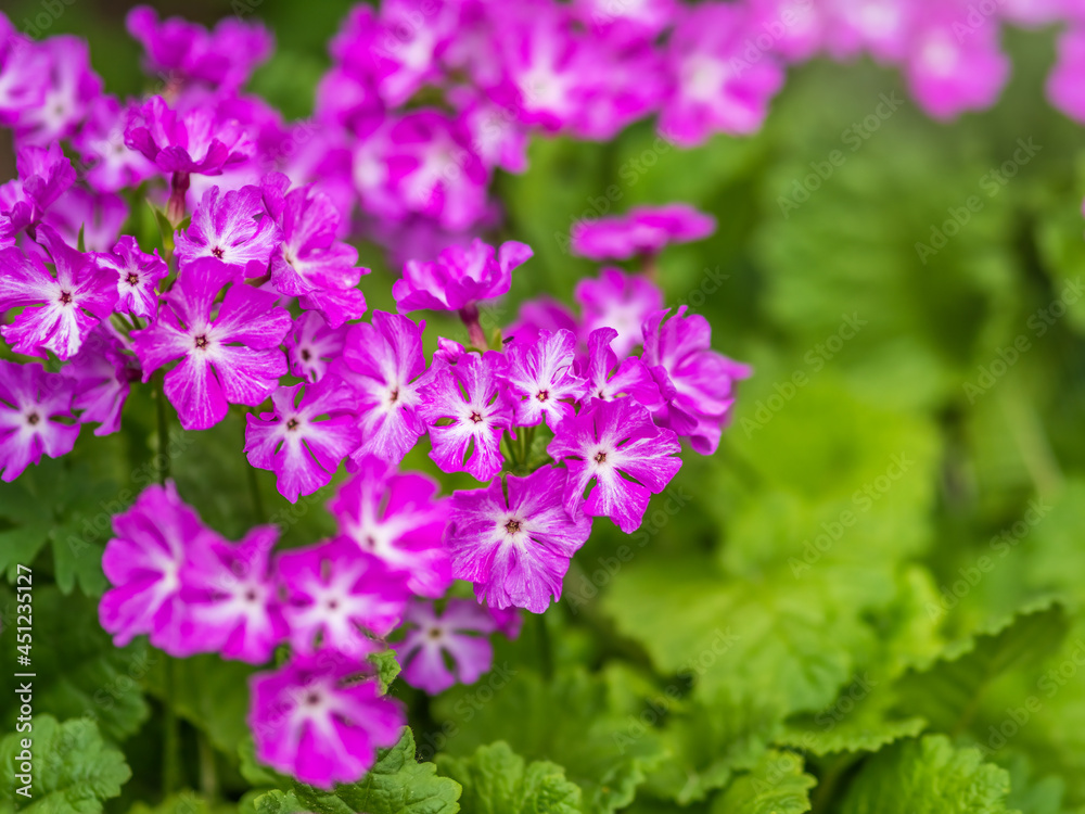 Japanese primrose, Primula sieboldii, Known also as Asiatic primrose and Cortusoides primula. Another scientific name is Primula patens.
