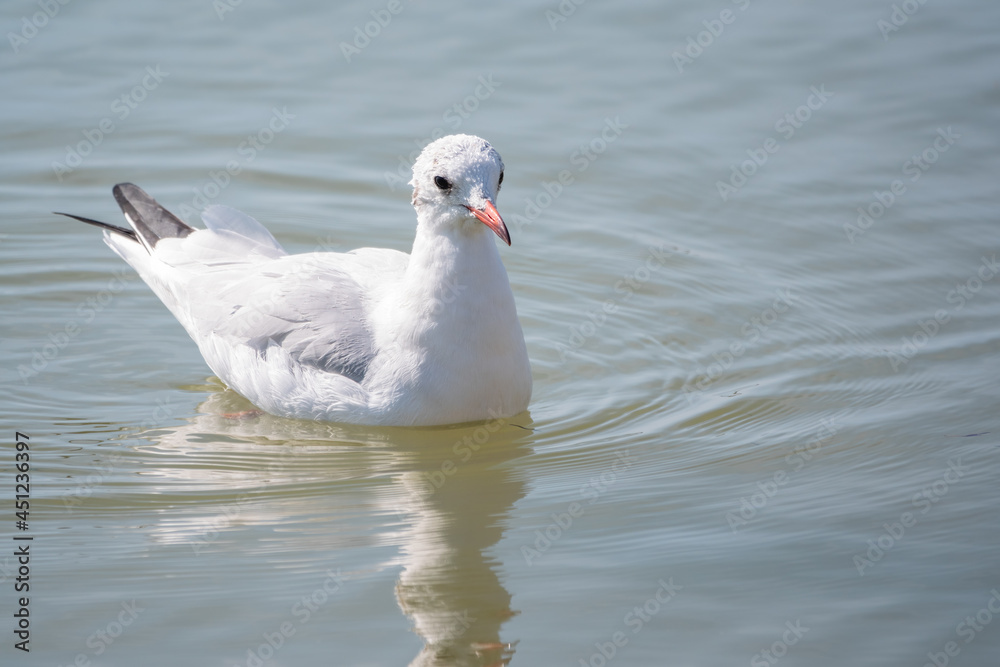 Seagull, The European herring gull, swims in the sea Seagull, The European herring gull, swims in the sea