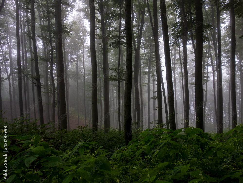 Fototapeta premium forest in the morning mist mystical landscape