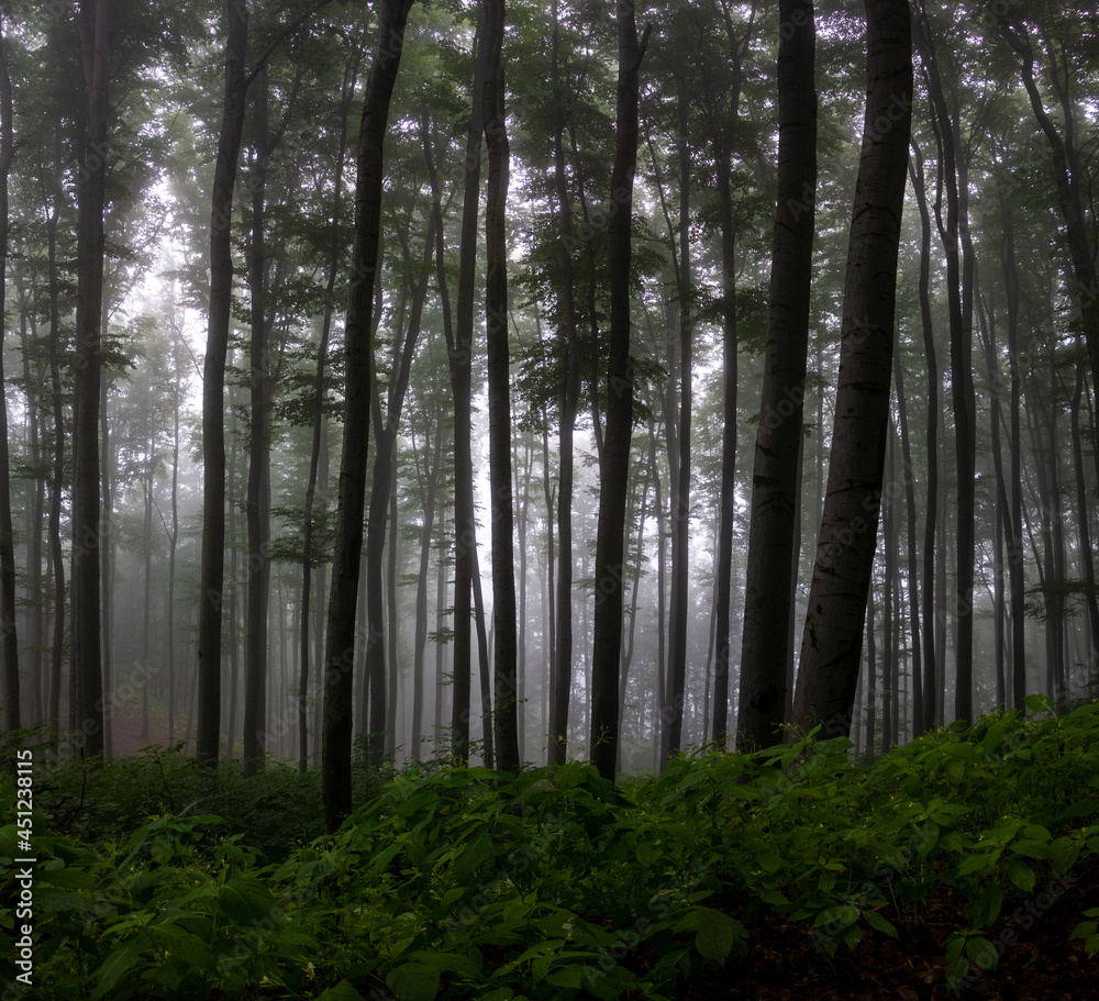 Naklejka premium forest in the morning mist mystical landscape