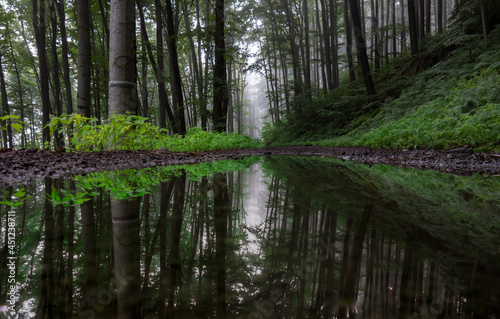 forest path reflection of trees in a pool