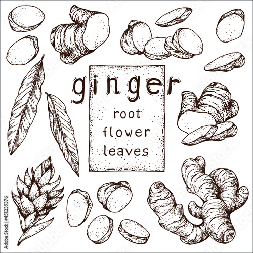 Hand drawn collection of ginger root on a transparent background. Sketches of the root, flower, and ginger leaves. Vintage style engraving