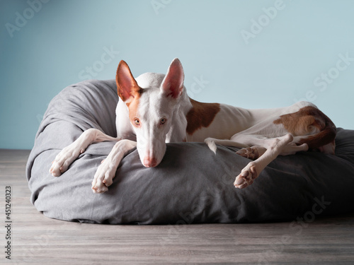 The dog resting . Spanish greyhound lies. Podenko ibitsenko photo