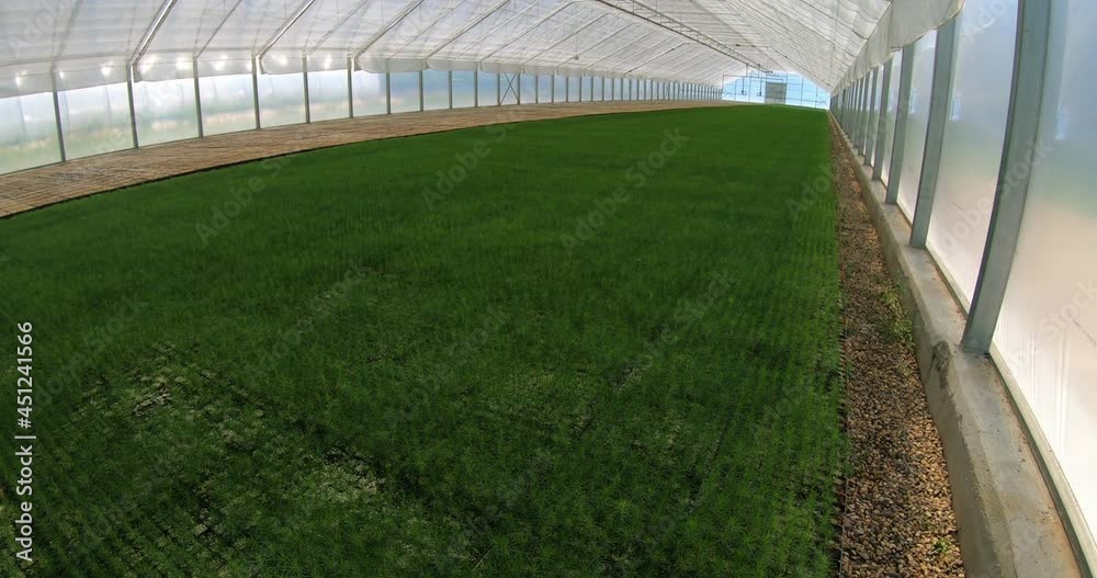 A greenhouse for growing plants and trees. A modern large greenhouse with spruce and pine seedlings. A greenhouse for growing plants and trees. A modern large greenhouse with spruce and pine seedlings.