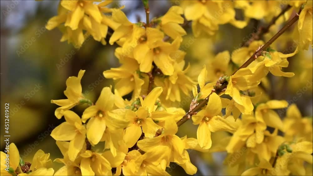 yellow flower forsythia in full bloom, spring
yellow flower forsythia in full bloom, spring