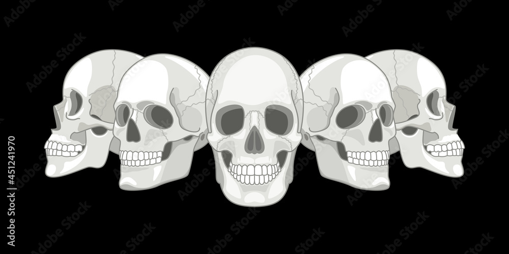 Human skull sides