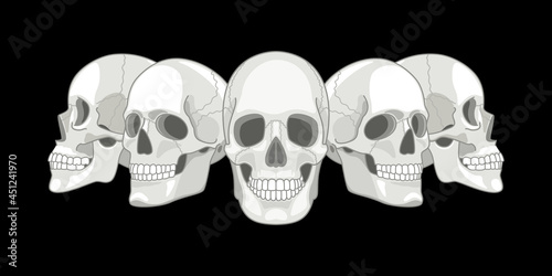 Human skull sides