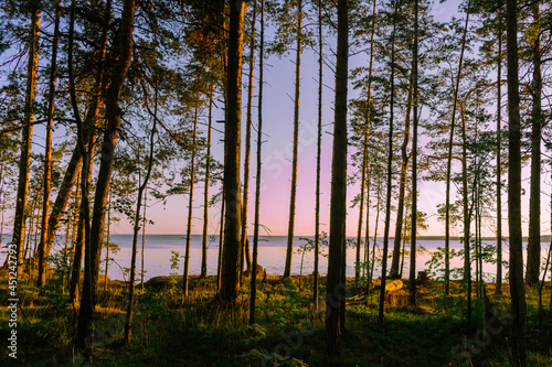 sunset in the forest