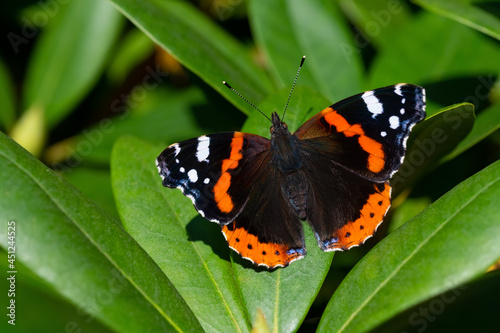 Картината върху платно Vanessa atalanta Admiral Schmetterling Insekt Edelfalter Nymphalidae Flügel Fühl