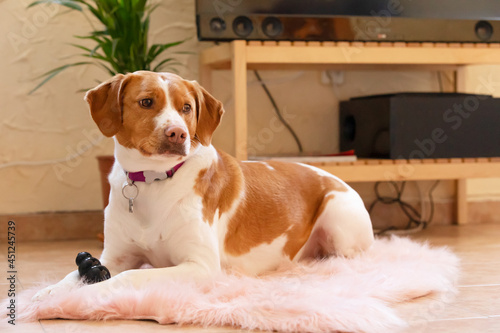 Mixed bred dog resting on carpet at home photo