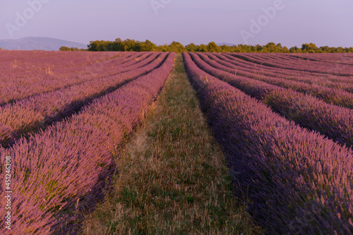 Lavender fields in bloom in Provence.