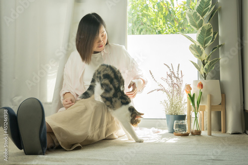 asian woman play with white brown tabby scottish straight cat in her living room