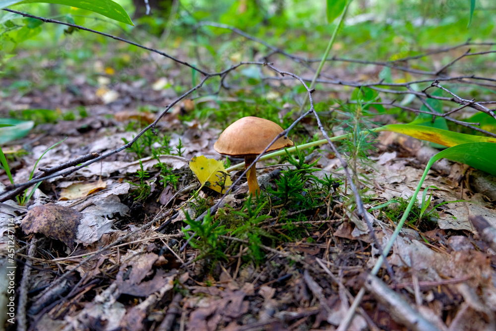 Mushroom Obabok, forest, nature, summer forest Mushroom Obabok, forest, nature, summer forest