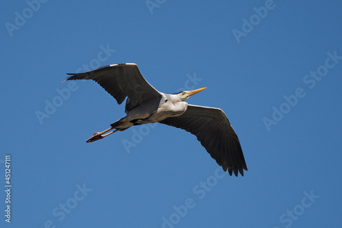 graureiher im flug vor blaumen himmel, ardea cinerea photo