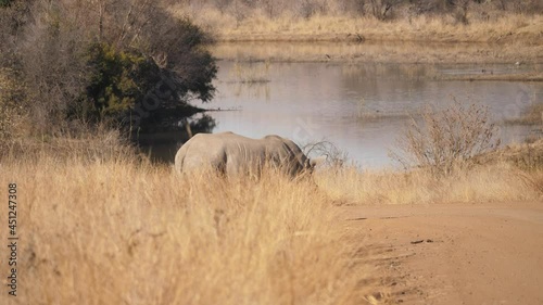 Lone White Rhino walks through long dry grass, crosses dirt road, and marks territory