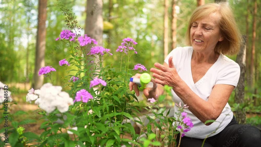 Elderly senior gardener farmer woman caring flowers in summer garden at countryside outdoors, sprays flowering plants using water pulverizer. Farming, gardening, agriculture, retired old age people Elderly senior gardener farmer woman caring flowers in summer garden at countryside outdoors, sprays flowering plants using water pulverizer. Farming, gardening, agriculture, retired old age people