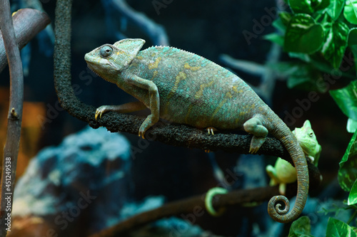 Chameleon in a terrarium close up (Chamaeleonidae, Chamaeleo calyptatus)