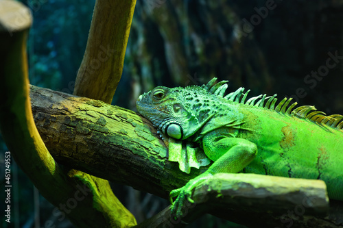 Iguana green in a terrarium close up