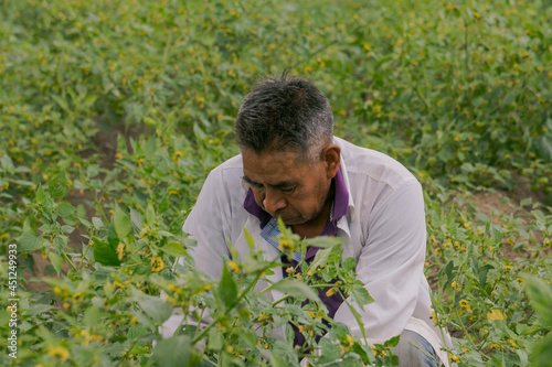 Farmer collecting organic tomatillos from the plant in the vegetable garden. © @Nailotl
