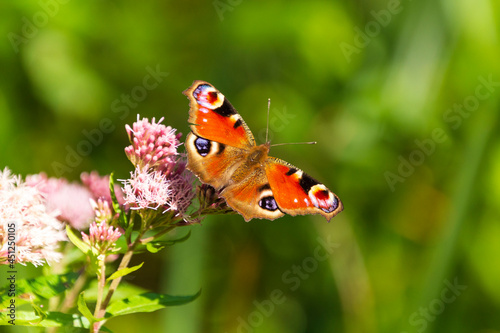 Fuchsauge Schmetterling auf Blume