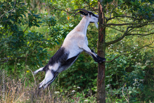 Ziege steht am Baum und frisst Baumrinde Eiche