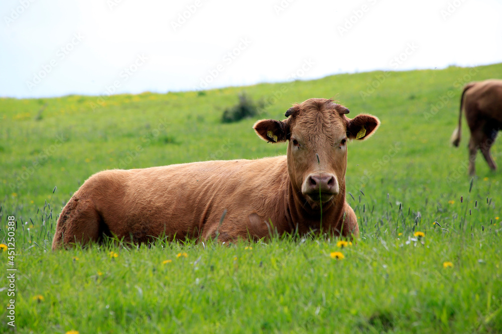 Braune Schweizer Rinder auf einer Weide. Biosphaerenreservat Rhoen, Thueringen, Deutschland, Europa    ---
Brown Swiss cattle in a pasture. Biosphere Reserve Rhoen, Thuringia, Germany, Europe