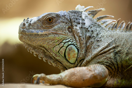 Male green iguana with a massive head and cheeks in the area of ​​the enlarged scales under the eardrum