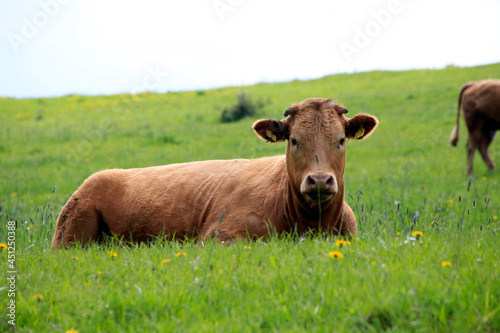 Braune Schweizer Rinder auf einer Weide. Biosphaerenreservat Rhoen  Thueringen  Deutschland  Europa    --- Brown Swiss cattle in a pasture. Biosphere Reserve Rhoen  Thuringia  Germany  Europe