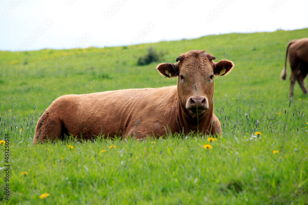 Braune Schweizer Rinder auf einer Weide. Biosphaerenreservat Rhoen, Thueringen, Deutschland, Europa ---
Brown Swiss cattle in a pasture. Biosphere Reserve Rhoen, Thuringia, Germany, Europe Braune Schweizer Rinder auf einer Weide. Biosphaerenreservat Rhoen, Thueringen, Deutschland, Europa ---
Brown Swiss cattle in a pasture. Biosphere Reserve Rhoen, Thuringia, Germany, Europe