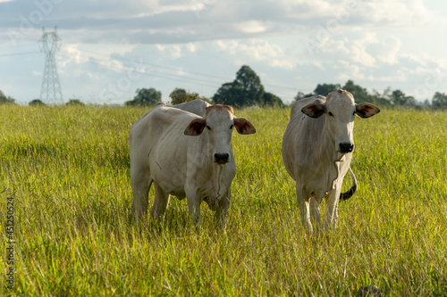 Nelore cattle in the pasture © Leonidas