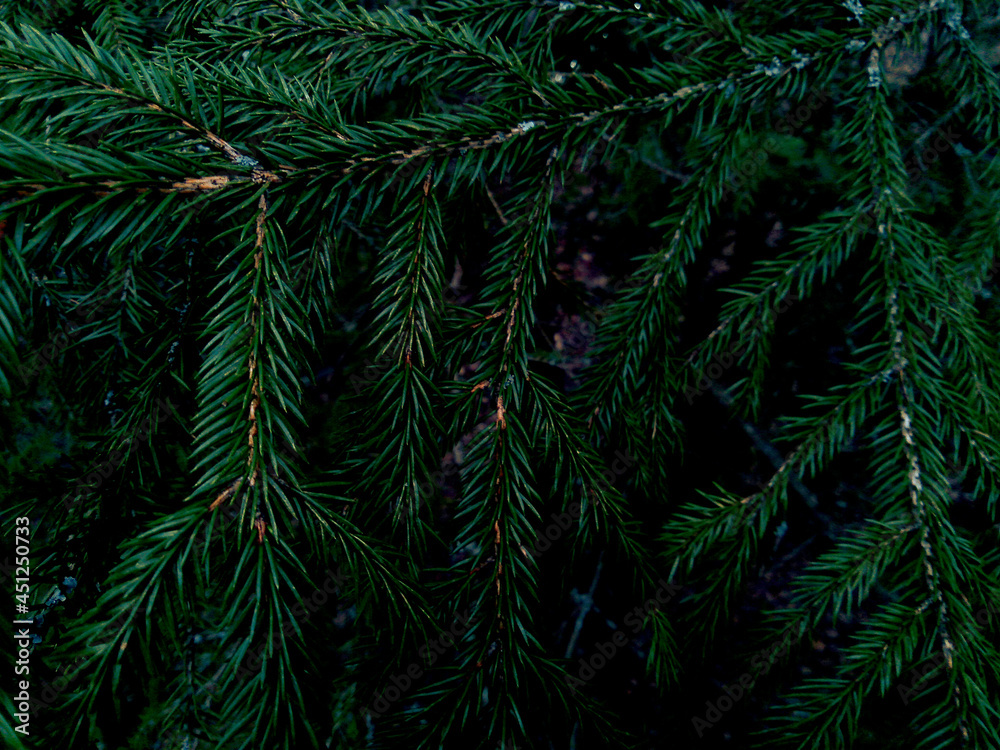Background of Spruse (Pine) tree branches