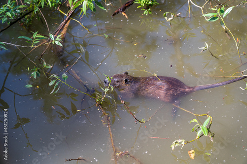 Wild Myocastor coypus, swimming in lake water, Transnistria, Moldova. Nutria or coypu in the water in summer
